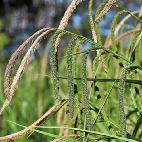 Carex pendula